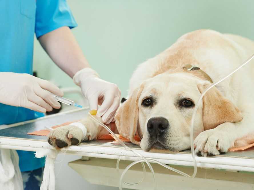 درباره بیمه درمان حیوانات خانگی چه می‌دانید؟